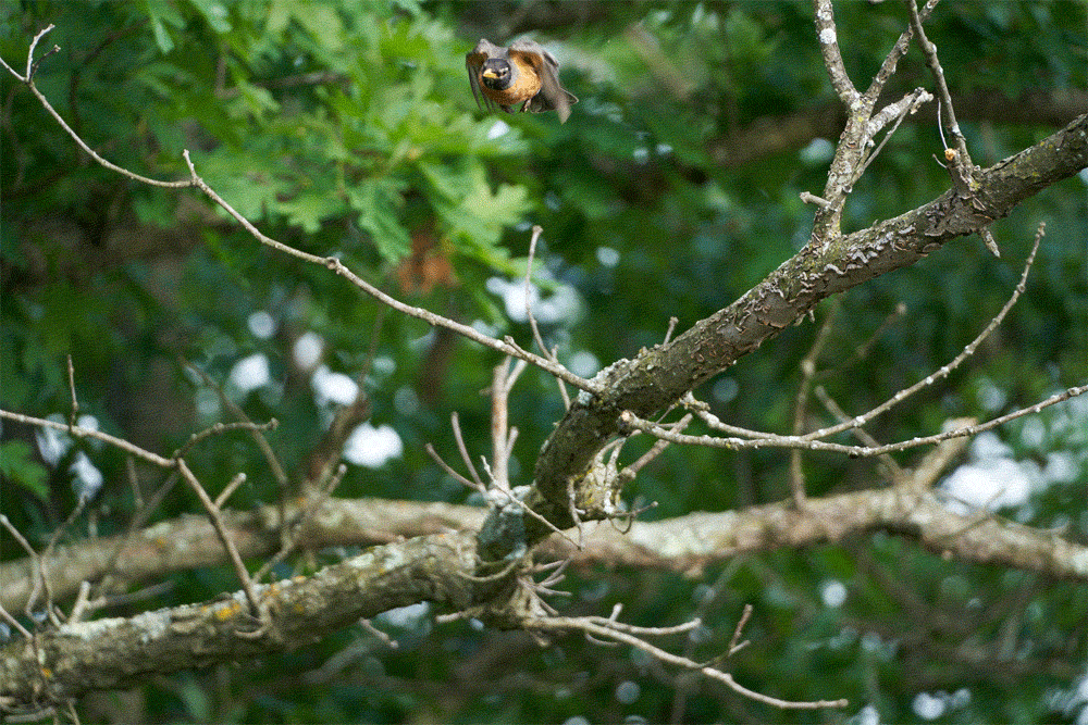sony a9 suivi af oiseaux photographie 1