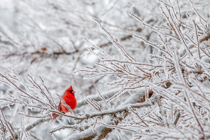 Comment photographier en hiver 6 faune