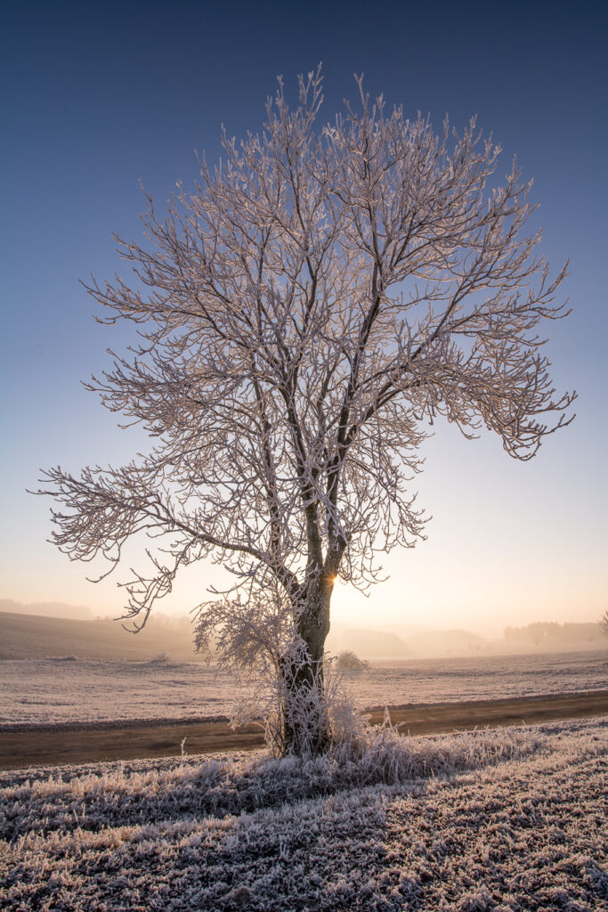 Comment réussir ses photos de paysage en hiver 2 arbre_gelé