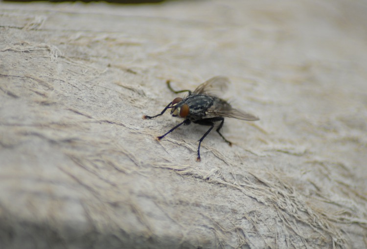 4 astuces pour débuter la photographie avec un budget limité 3 mouche