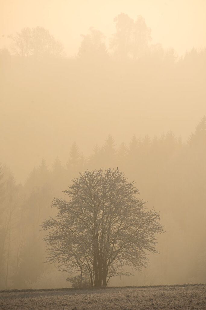 Comment réussir ses photos de paysage en hiver 3 arbre_brouillard