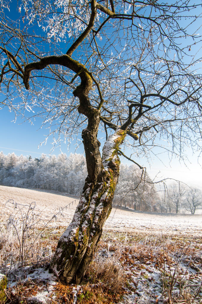 Comment réussir ses photos de paysage en hiver 4 arbre_seché