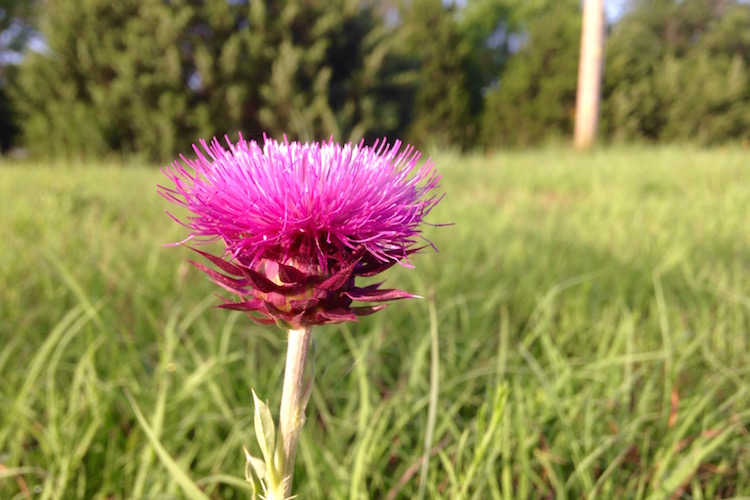 4 astuces pour débuter la photographie avec un budget limité 7 fleur