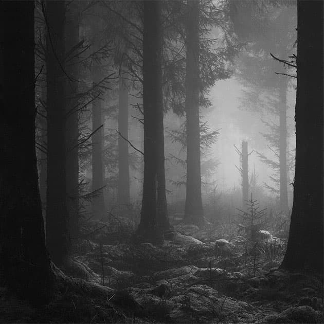 arbre_brouillard