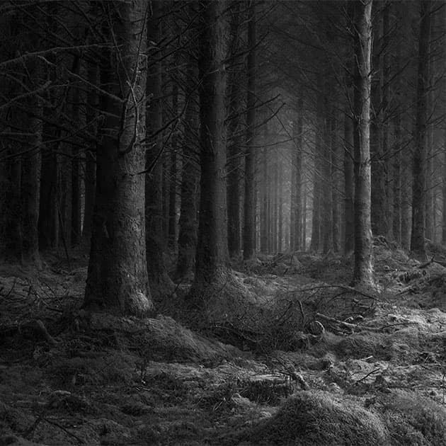 tronc_arbre