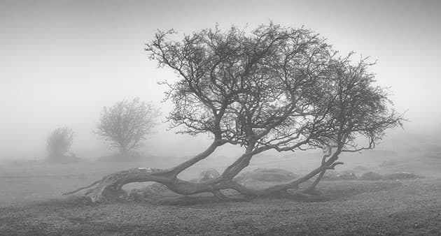 arbre a ras le sol en noir et blanc
