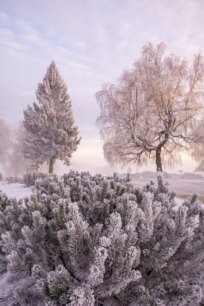 Comment réussir ses photos de paysage en hiver 17 arbre neige
