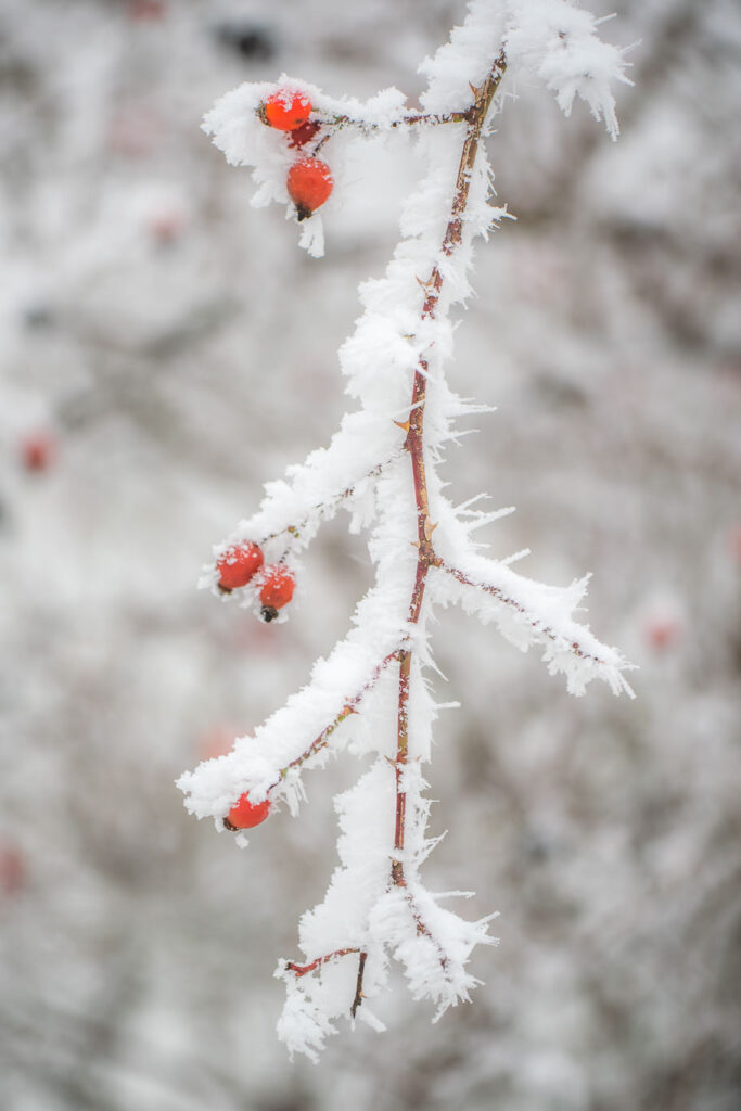 Comment réussir ses photos de paysage en hiver 18 branche neige