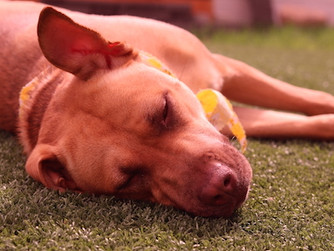 Faut-il utiliser un appareil photo spécialement modifié pour l’astrophotographie 18 chien avec appareil photo astrophotographier