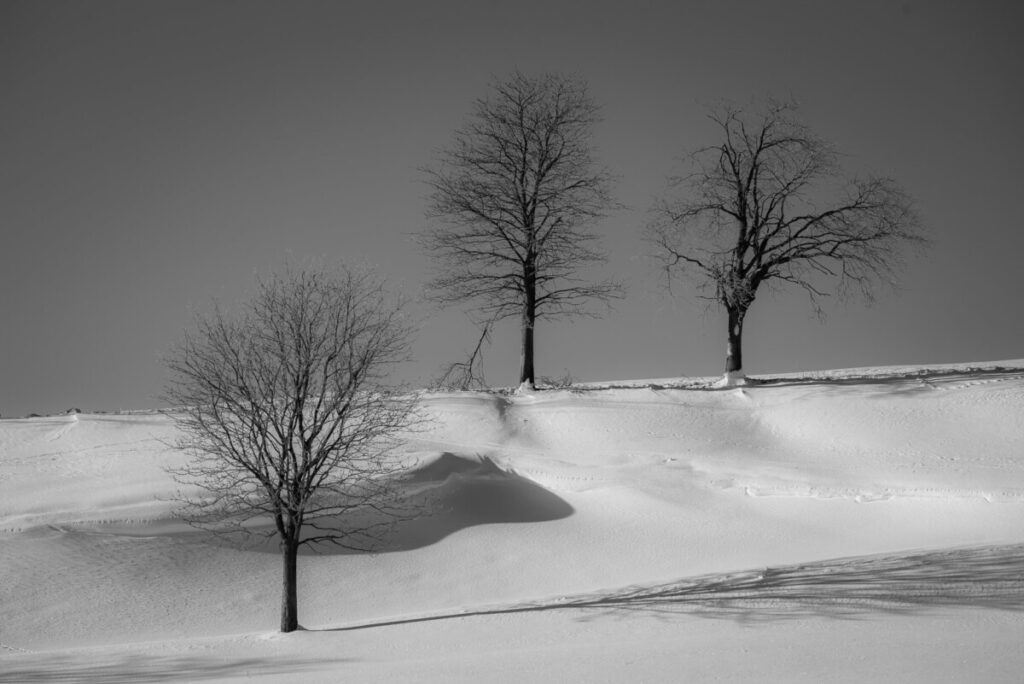Comment réussir ses photos de paysage en hiver 21 arbre neige