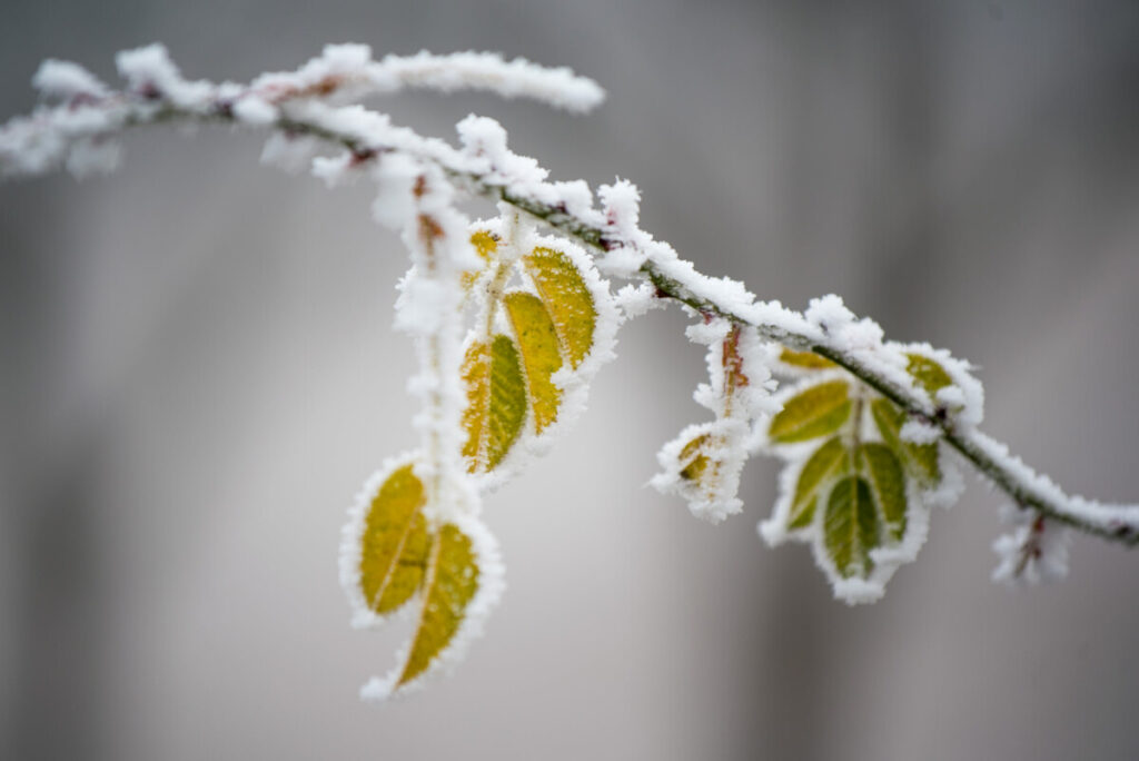 Comment réussir ses photos de paysage en hiver 25 neige branche