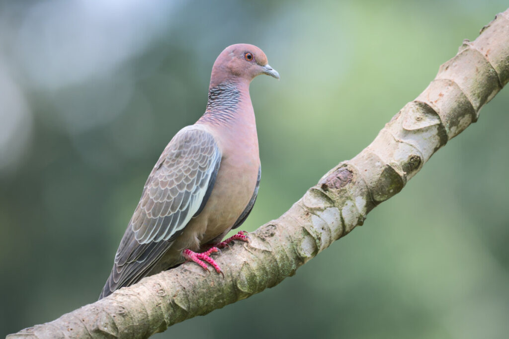 Comprendre la stabilisation IBIS dans les appareils photo hybrides de Nikon 3 pigeon