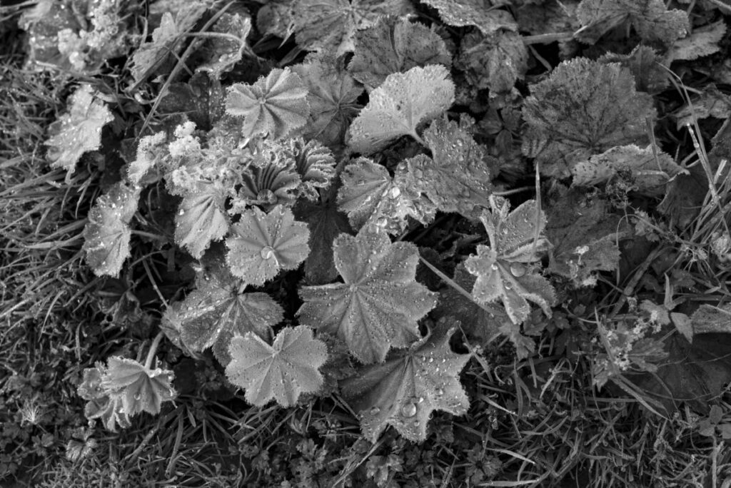 J'ai monté un objectif vintage sur mon Nikon et les résultats étaient stupéfiants 1 photo de fleurs prise avec un objectif vintage