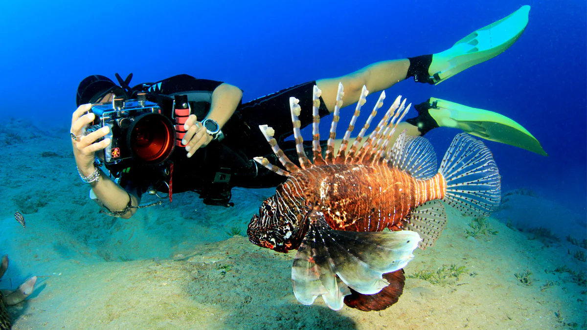 Photographie sous-marine