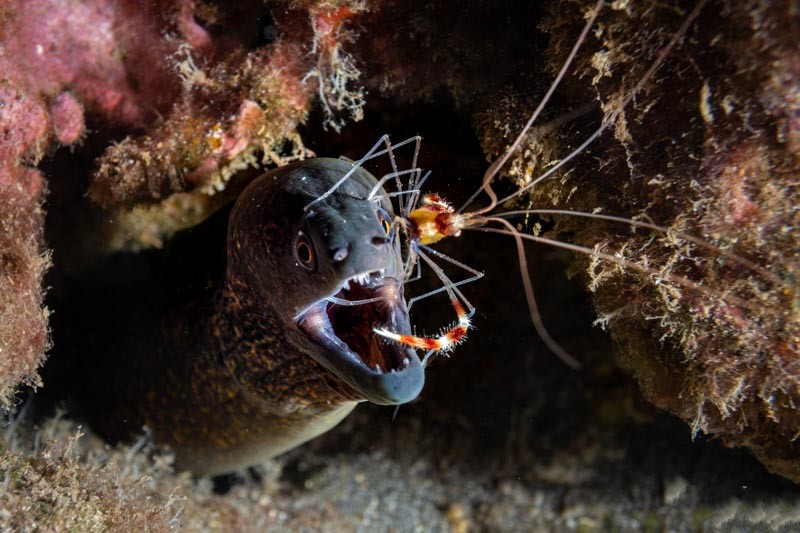 equipement-pour-photographie-sous-marine