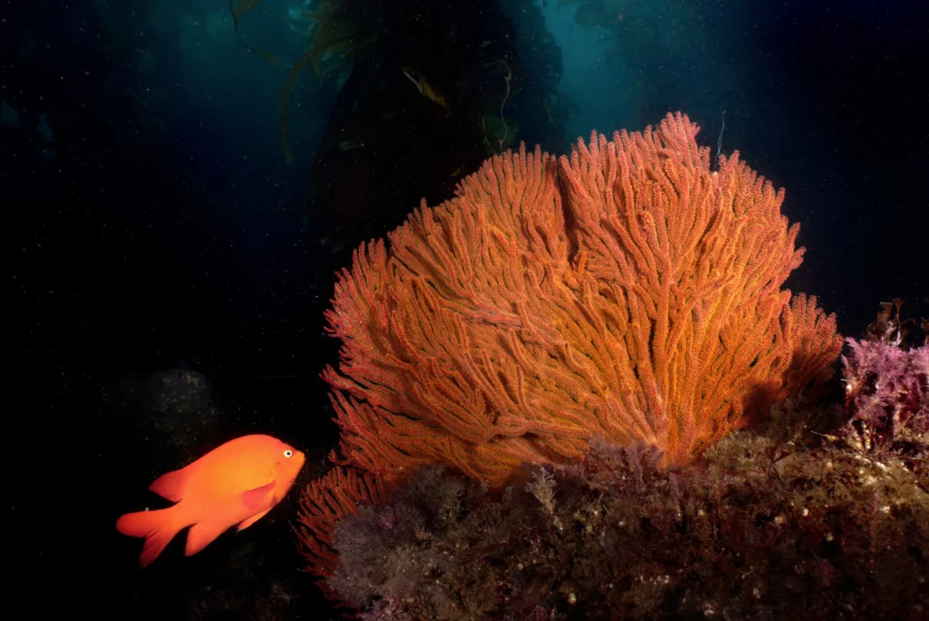 Retouche photo sous-marine : techniques essentielles pour sublimer vos clichés en eaux profondes 8 poisson rouge