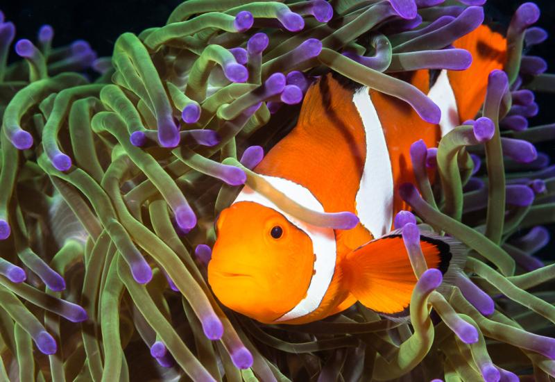 Retouche photo sous-marine : techniques essentielles pour sublimer vos clichés en eaux profondes 12 poisson rouge sous l'eau