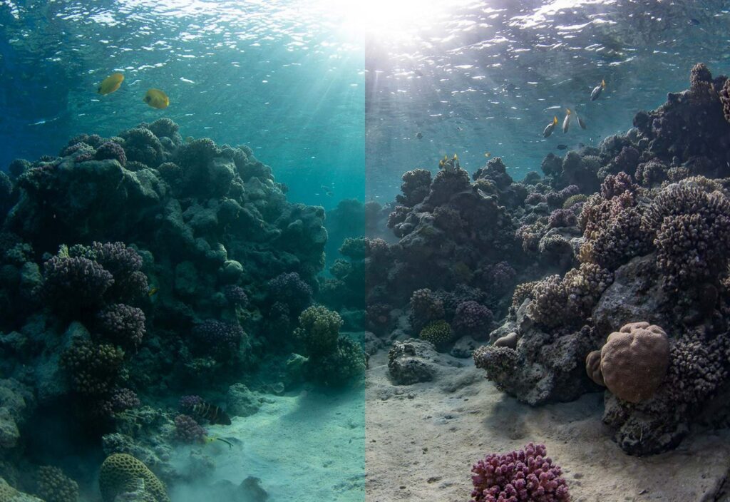 Retouche photo sous-marine : techniques essentielles pour sublimer vos clichés en eaux profondes 14 retouche image recif coralien