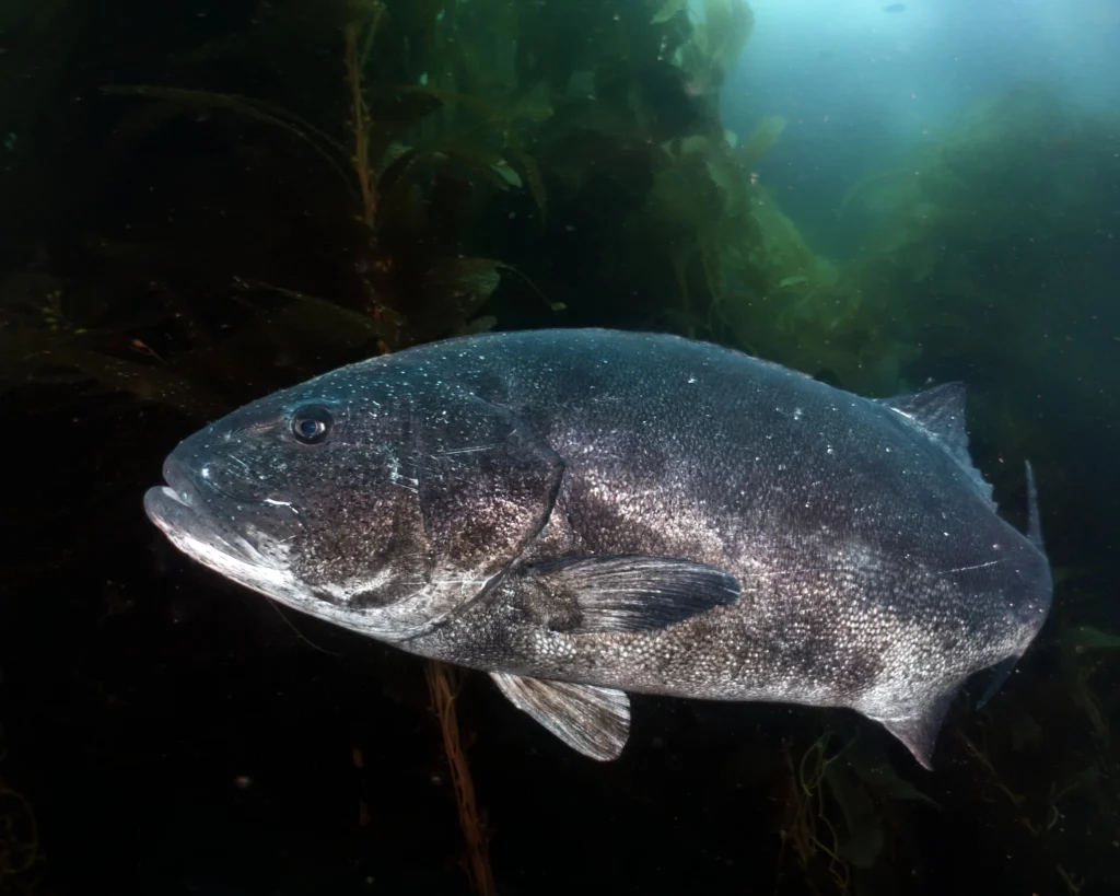 Retouche photo sous-marine : techniques essentielles pour sublimer vos clichés en eaux profondes 4 retouche-photo-poisson-après