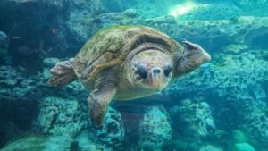 retouche-photo-sous-eau