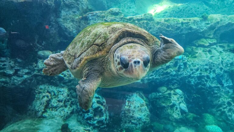 Retouche Photo 1 retouche-photo-sous-eau