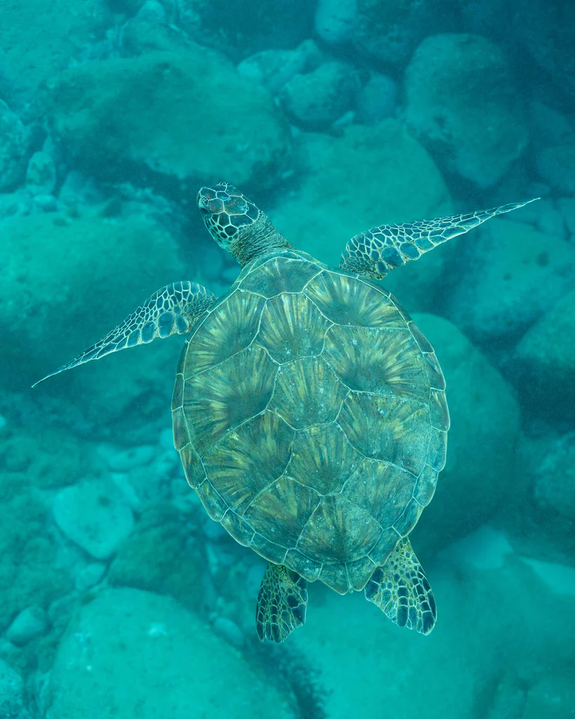 Retouche photo sous-marine : techniques essentielles pour sublimer vos clichés en eaux profondes 15 tortue de mer avec teinte bleuatre