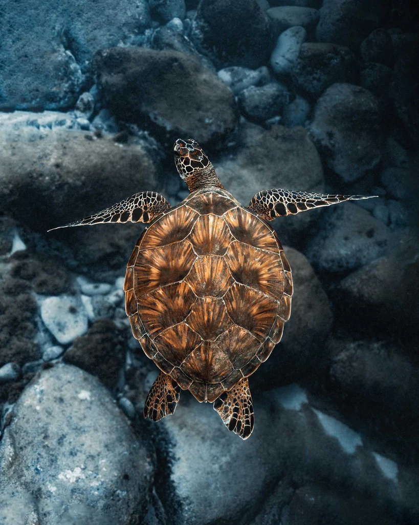 Retouche photo sous-marine : techniques essentielles pour sublimer vos clichés en eaux profondes 16 tortue de mer image corrigee