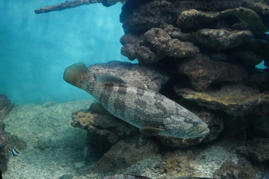 Logistique dun voyage photo sous marin